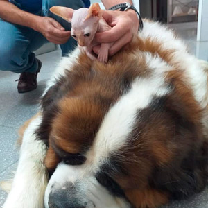 Cruz Verde centro veterinario gatos y perros en Morón de la Frontera veterinarias